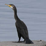 Cormoran de Temminck