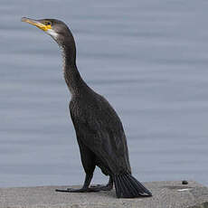 Cormoran de Temminck