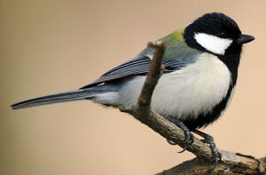 Mésange de Chine