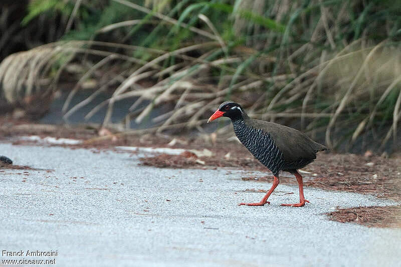 Okinawa Rail - Hypotaenidia okinawae adult breeding - fram50050