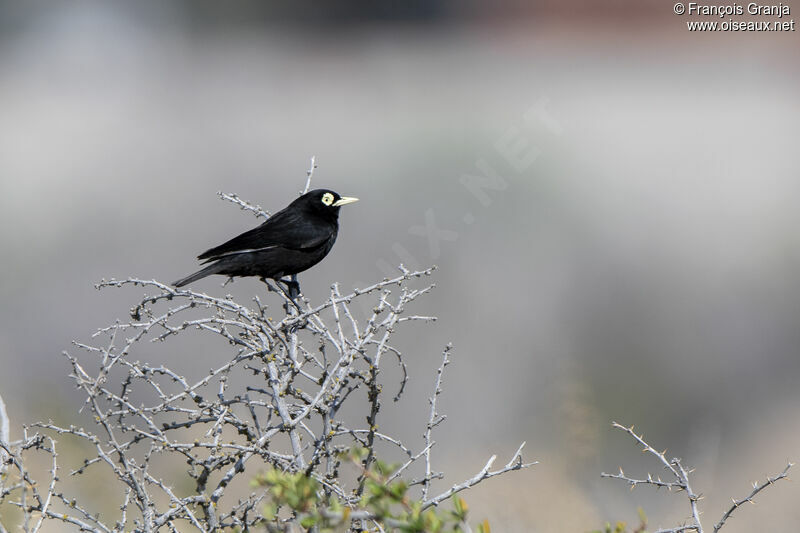 Spectacled Tyrant