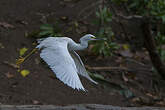 Aigrette neigeuse