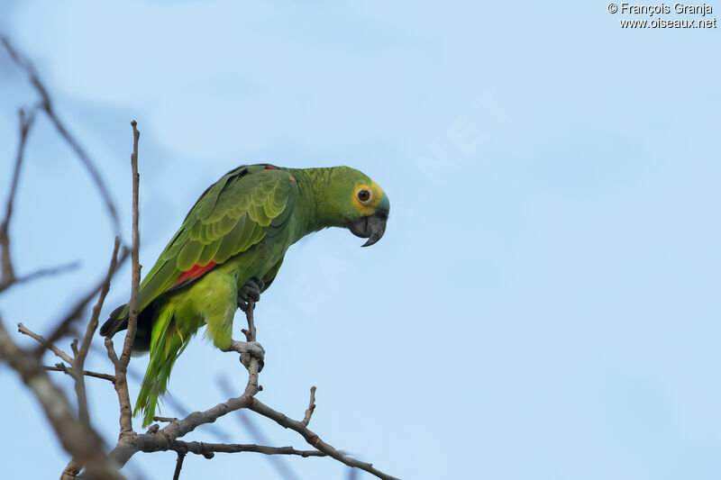 Amazone à front bleu