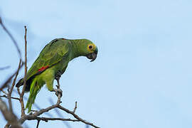 Turquoise-fronted Amazon