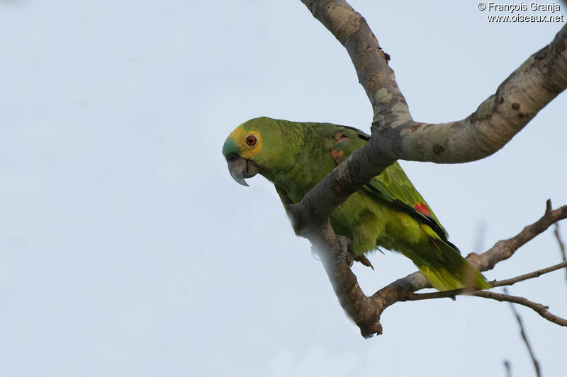 Amazone à front bleu