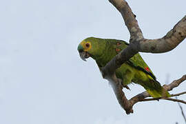 Turquoise-fronted Amazon