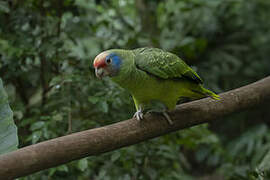 Red-tailed Amazon