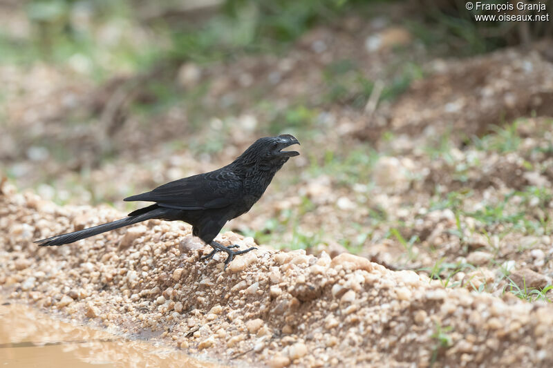 Smooth-billed Ani