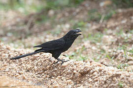 Smooth-billed Ani