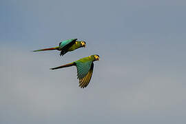 Golden-collared Macaw