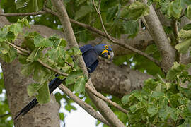 Hyacinth Macaw