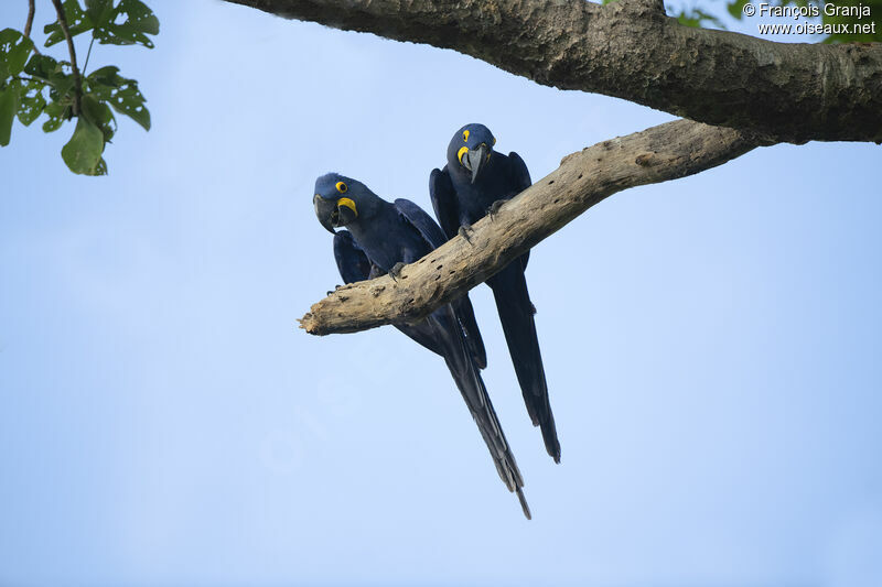 Hyacinth Macaw