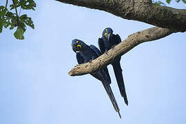 Hyacinth Macaw