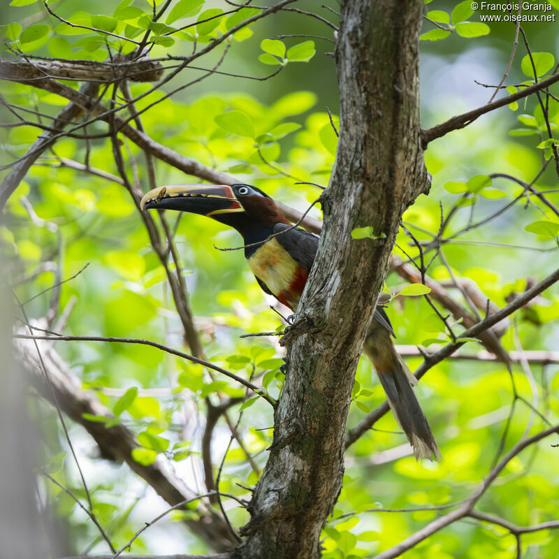 Chestnut-eared Aracari