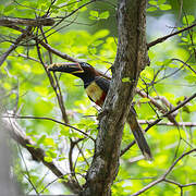 Chestnut-eared Aracari