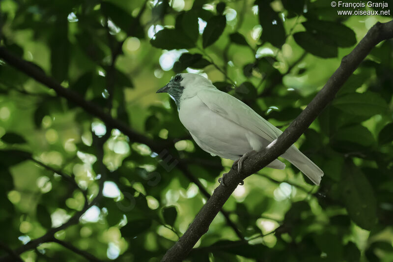 Bare-throated Bellbird