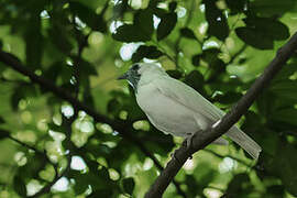 Bare-throated Bellbird