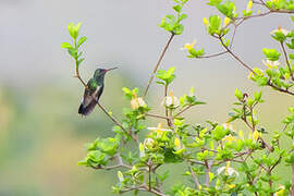 Glittering-throated Emerald