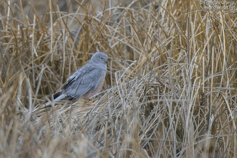 Cinereous Harrier