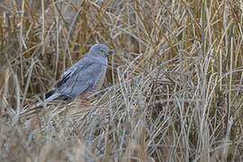 Cinereous Harrier