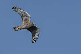 Cinereous Harrier