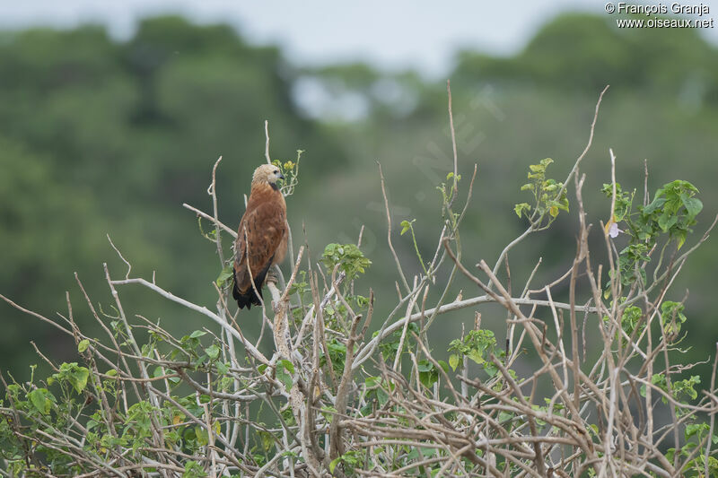 Black-collared Hawk