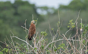 Black-collared Hawk