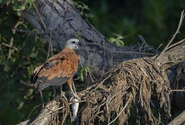 Black-collared Hawk