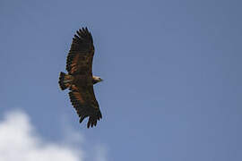 Black-collared Hawk