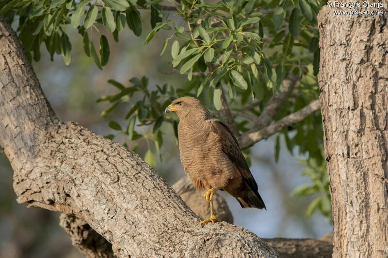 Savanna Hawk