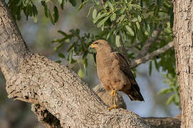 Savanna Hawk