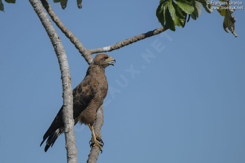 Savanna Hawk