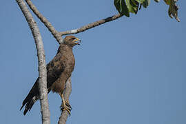 Savanna Hawk