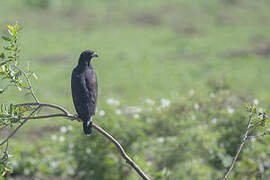 Great Black Hawk