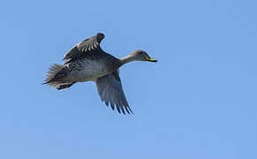 Yellow-billed Pintail