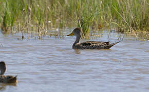 Yellow-billed Pintail