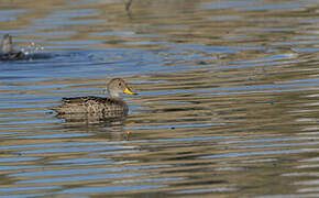 Yellow-billed Pintail