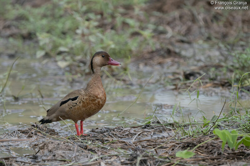 Canard amazonette