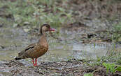 Canard amazonette