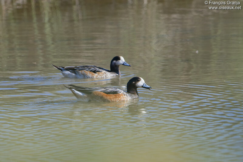 Canard de Chiloé