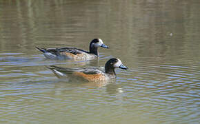 Chiloe Wigeon