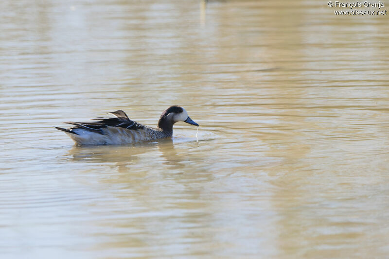 Canard de Chiloé