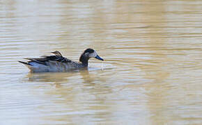 Chiloe Wigeon