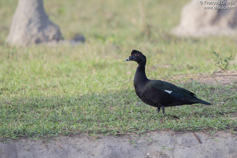 Canard musqué