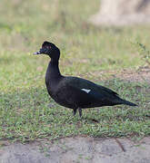 Muscovy Duck