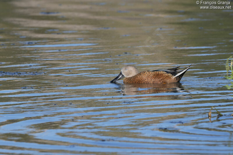 Canard spatule