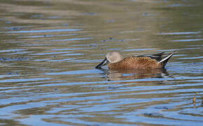 Canard spatule