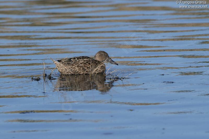 Canard spatule