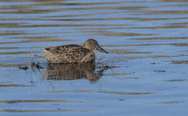 Canard spatule