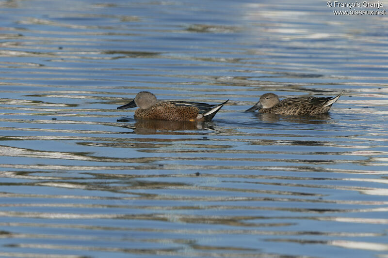 Canard spatule